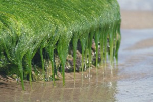 117 Seaweed-Fort Fisher